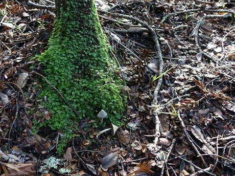 Image of Entoloma canoconicum E. Horak 1976