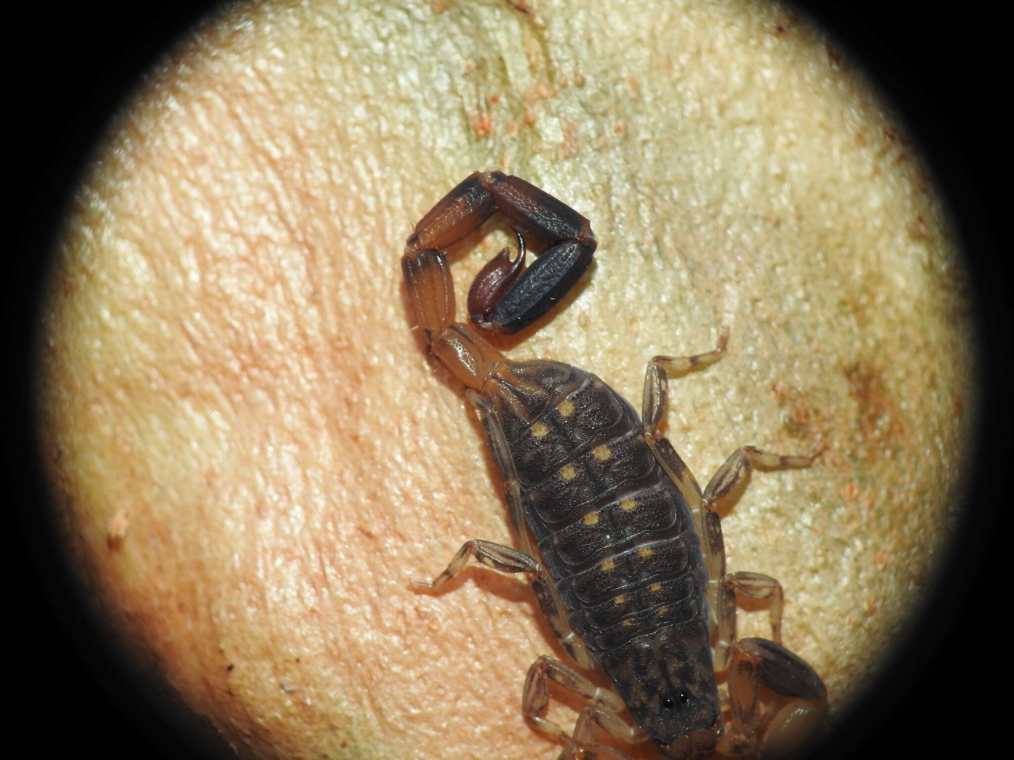 Image de Reddyanus melanodactylus (L. Koch 1867)