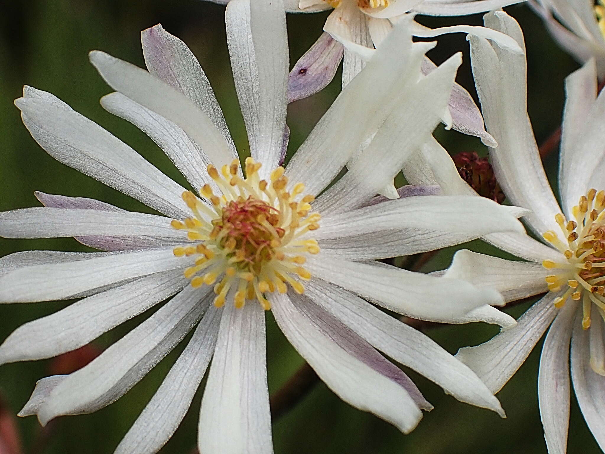 Image of Knowltonia filia (L. fil.) Durand & Schinz