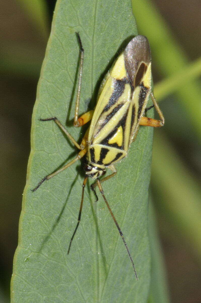 Image of Brachycoleus decolor Reuter 1887