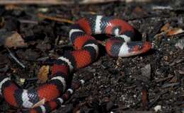 صورة Lampropeltis elapsoides (Holbrook 1838)