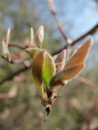 Imagem de Lonicera xylosteum L.