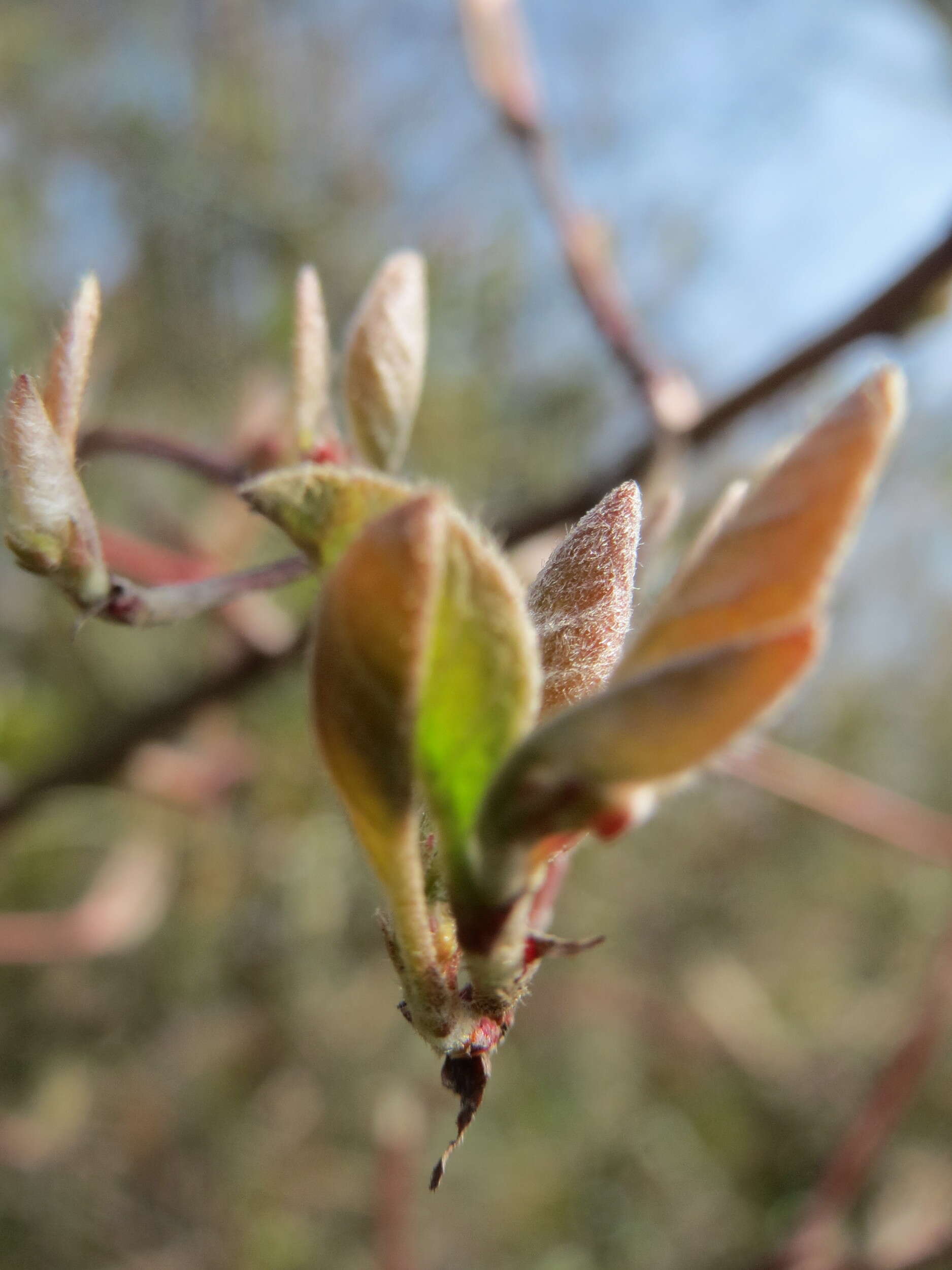 Image of dwarf honeysuckle