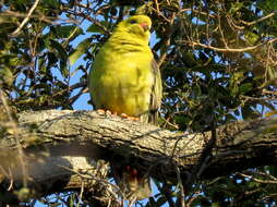 صورة Treron calvus schalowi Reichenow 1880