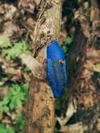 Image of Carpathian blue slug