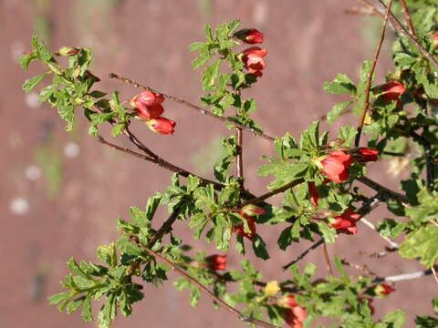 Image of Hermannia fruticulosa K. Schum. ex Schinz