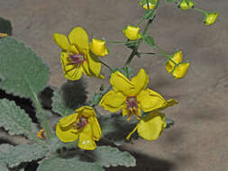 Image of Verbascum arcturus L.