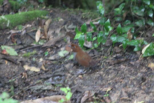 Image of Bicolored Antpitta