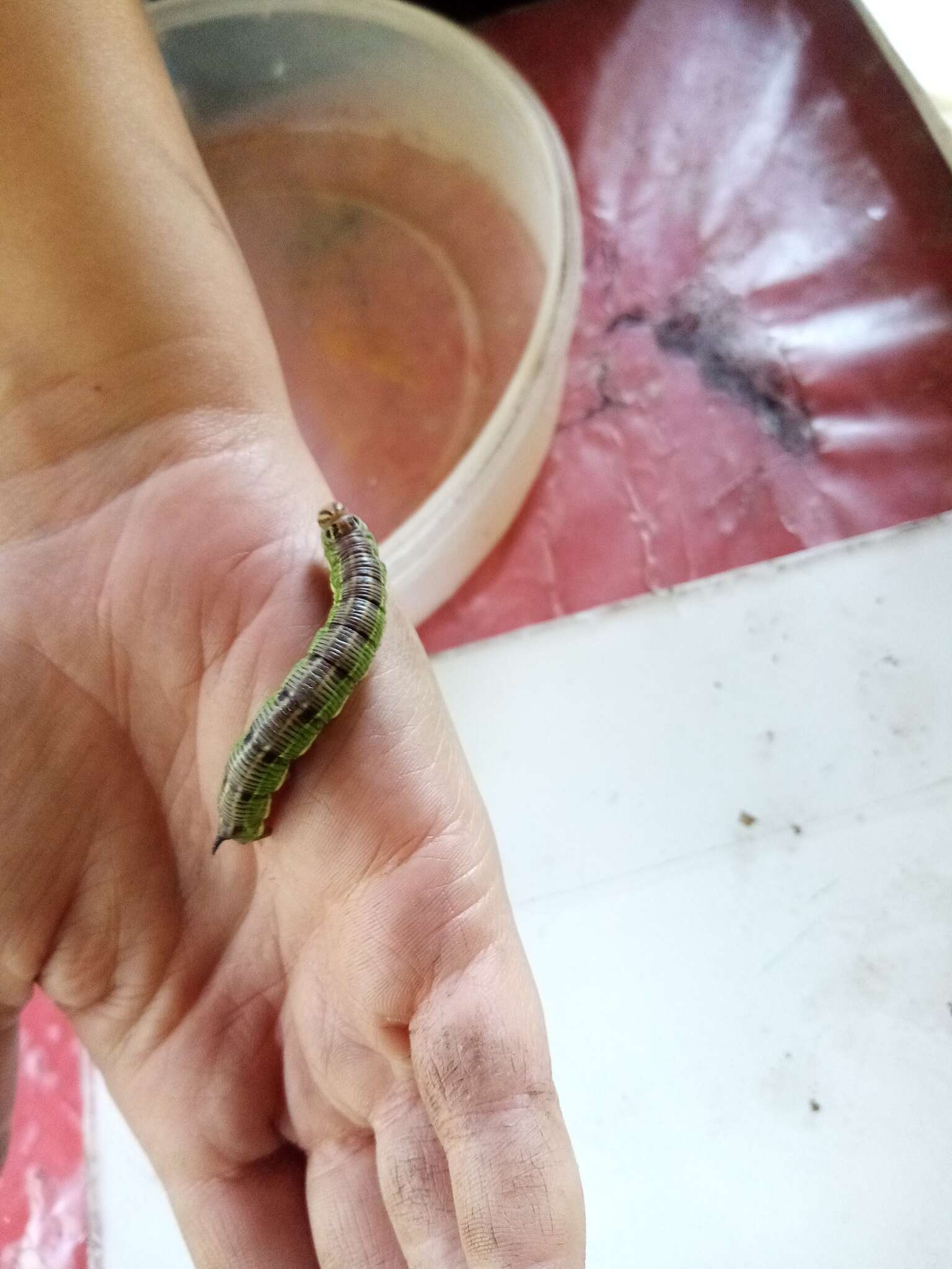 Image of Larch hawk moth