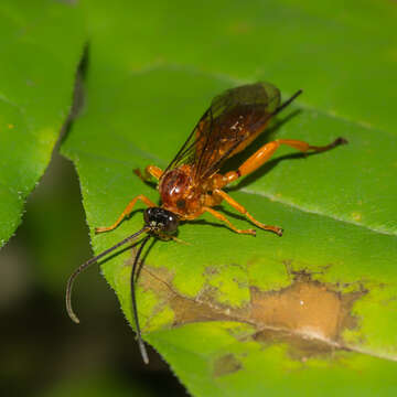 Image of Theronia hilaris (Say 1829)