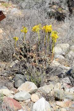 Image of <i>Tylecodon cacalioides</i>