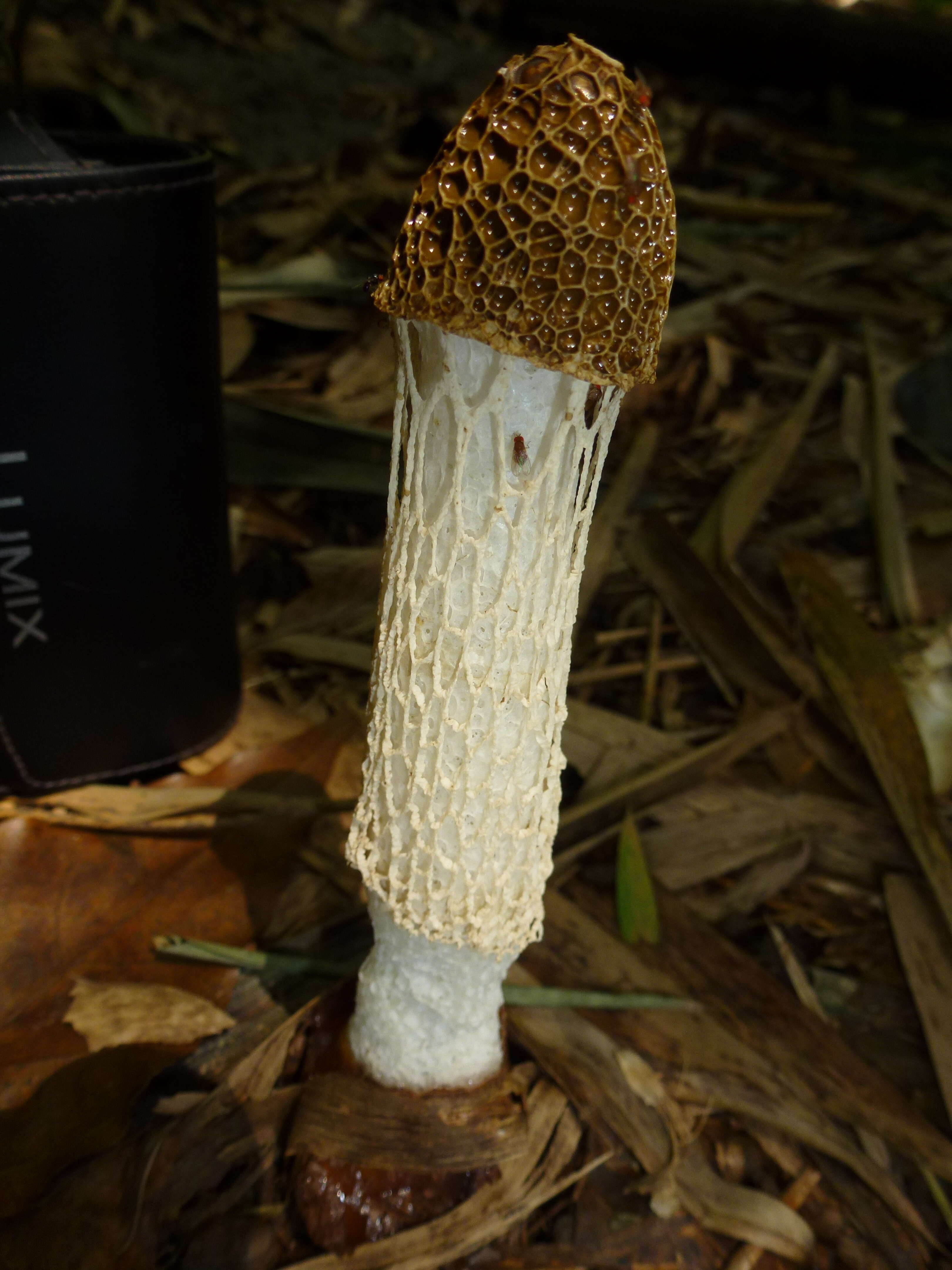 Image of Bridal veil stinkhorn