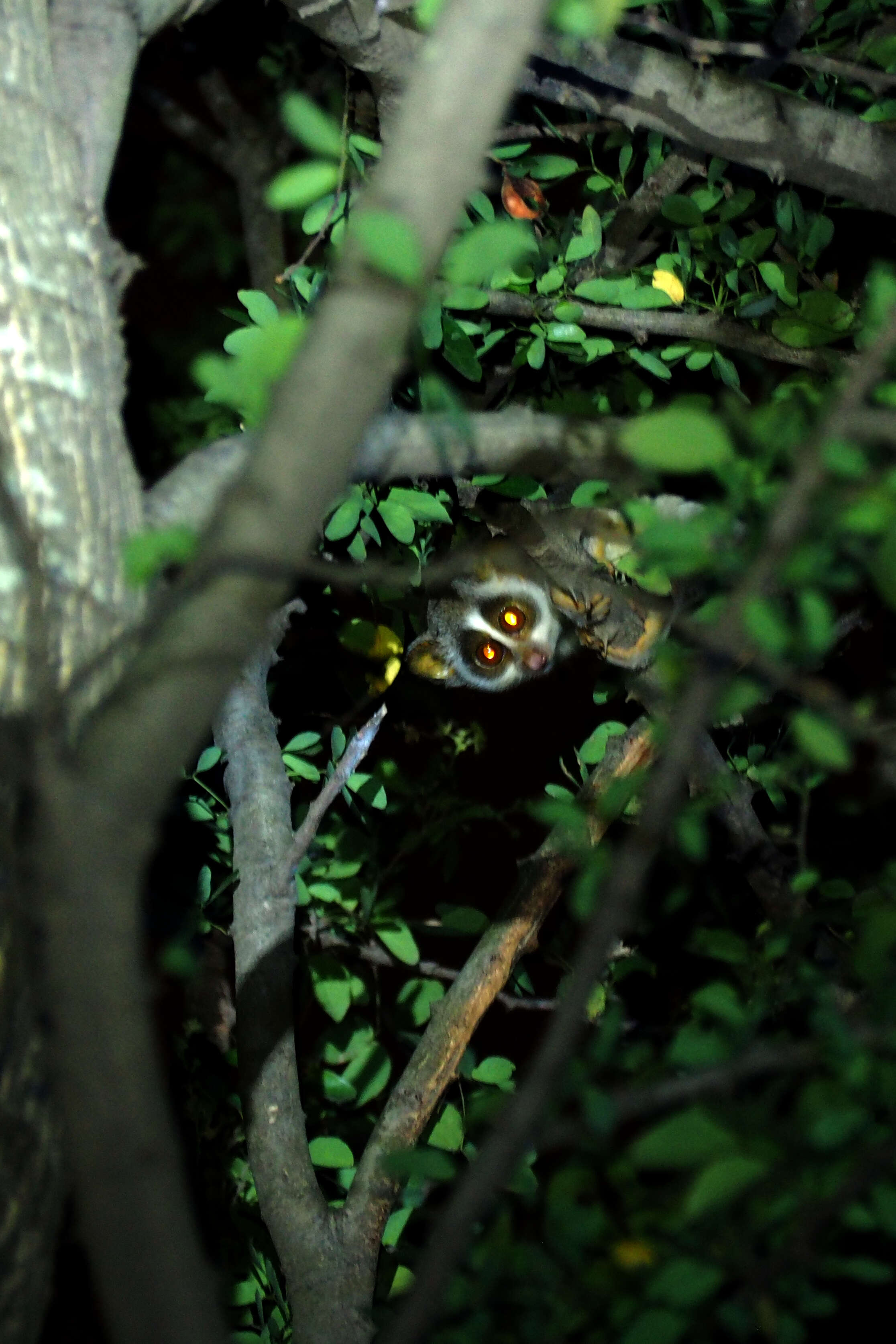 Image of slender loris