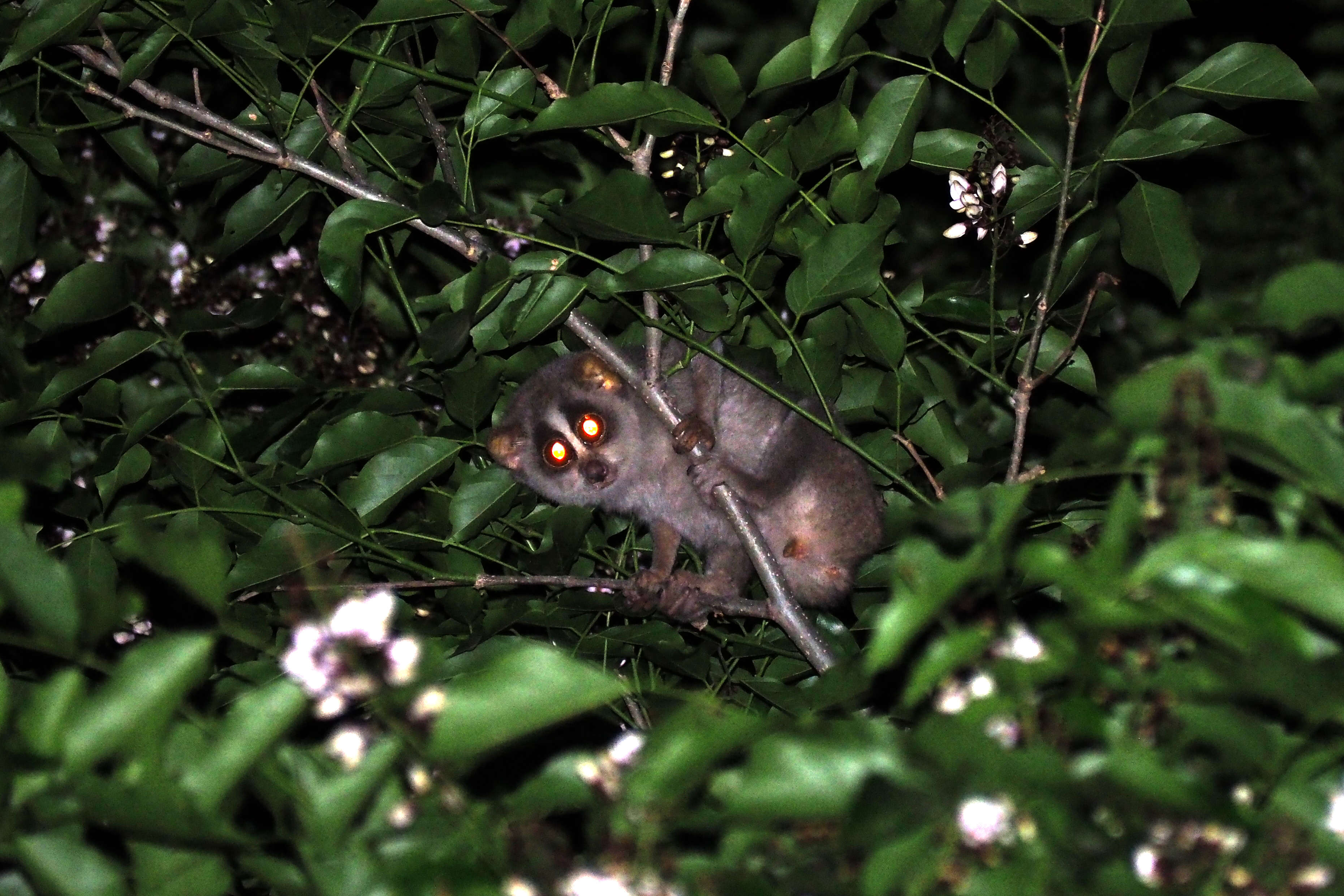 Image of slender loris