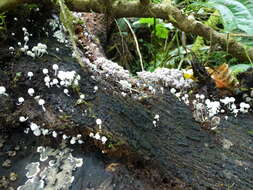 Image of Trooping Inkcaps