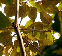 Image of Speckled Piculet