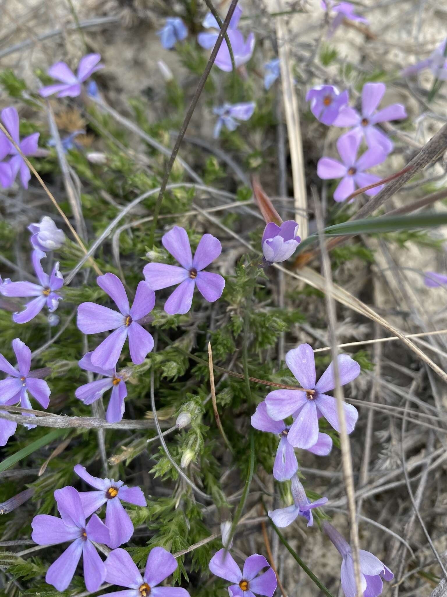 Image of tufted phlox