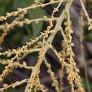 Sivun Syagrus schizophylla (Mart.) Glassman kuva