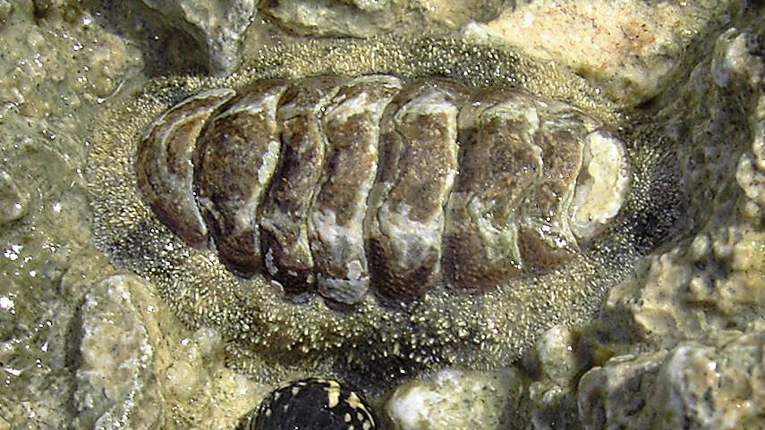 Image of West Indian fuzzy chiton