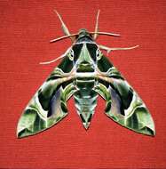 Image of oleander hawk-moth