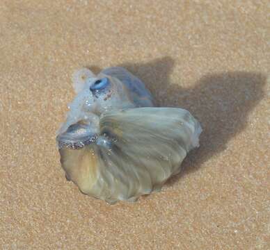 Image of argonauts and paper nautiluses