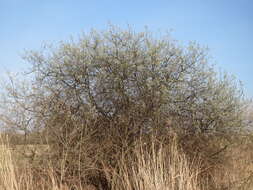 Image of Grey Willow