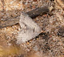 Image of Taxeotis exsectaria Walker 1861