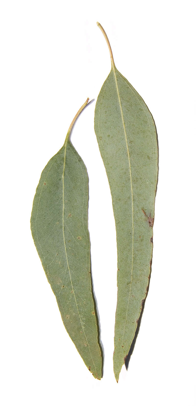 Eucalyptus melliodora A. Cunn. ex Schauer resmi