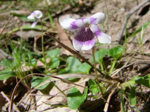 Image of Ivy-leaved Violet