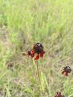 Image of Grass-Leaf Coneflower