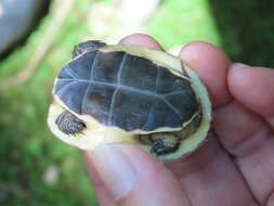 Image of Yellow-margined Box Turtle