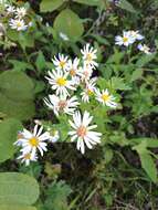 Imagem de Aster ovatus var. microcephalus (Miq.) Mot. Ito & A. Soejima