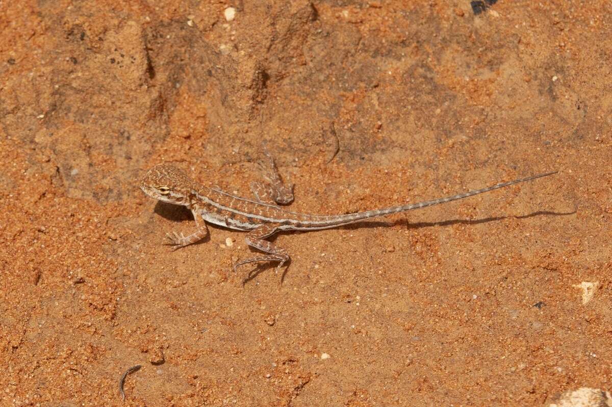 Image of Ctenophorus spinodomus Sadlier, Colgan, Beatson & Cogger 2019