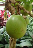 Image of common calabash tree