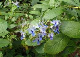 Image of Blue cat's whiskers