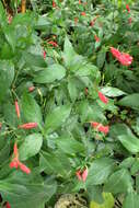 Image of tropical wild petunia