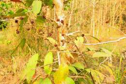 Image of Cratoxylum cochinchinense (Lour.) Bl.