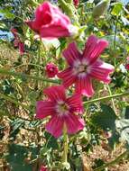 Imagem de <i>Malva <i>assurgentiflora</i></i> subsp. assurgentiflora