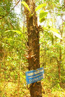 Image de Cratoxylum cochinchinense (Lour.) Bl.