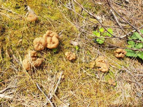 Image de Gyromitra californica (W. Phillips) Raitv. 1965