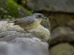 Image of Plain Antvireo