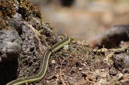 Image of Thamnophis errans H. M. Smith 1942