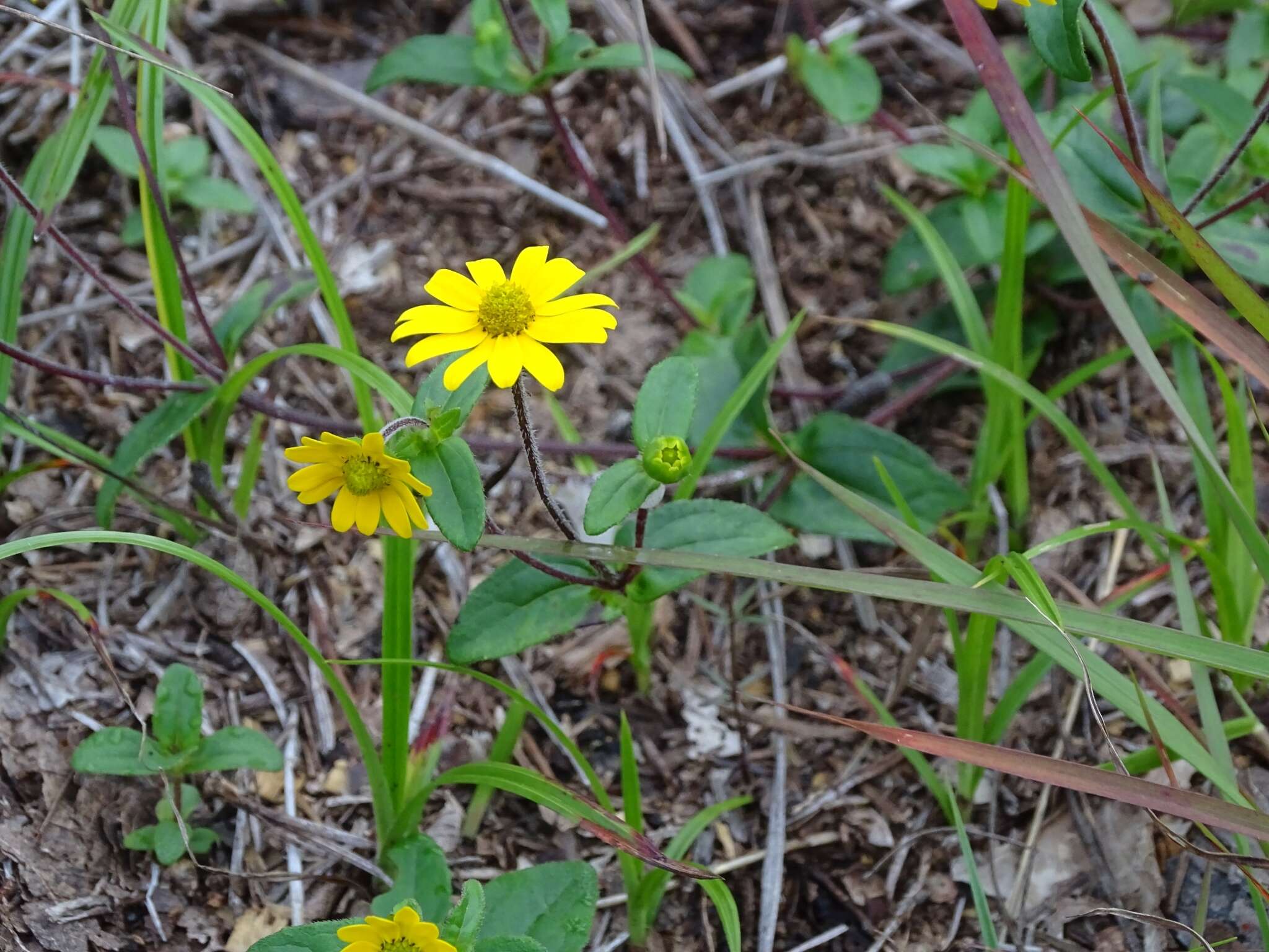 Image of Melampodium montanum Benth.