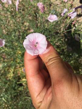 Image of Convolvulus dorycnium subsp. oxysepalus (Boiss.) Rech. fil.