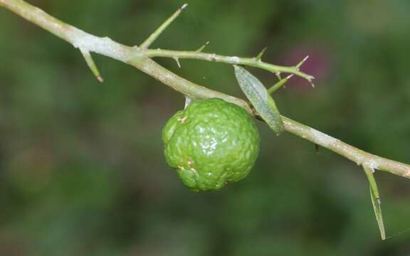 Image of Australian round lime