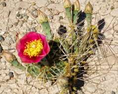 Image of twistspine pricklypear