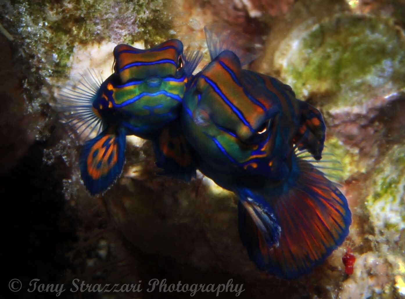 Image of Mandarinfish