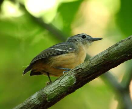 Image of Leaden Antwren