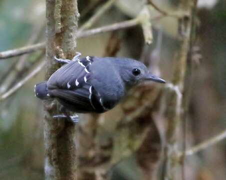 Image of Plain-throated Antwren