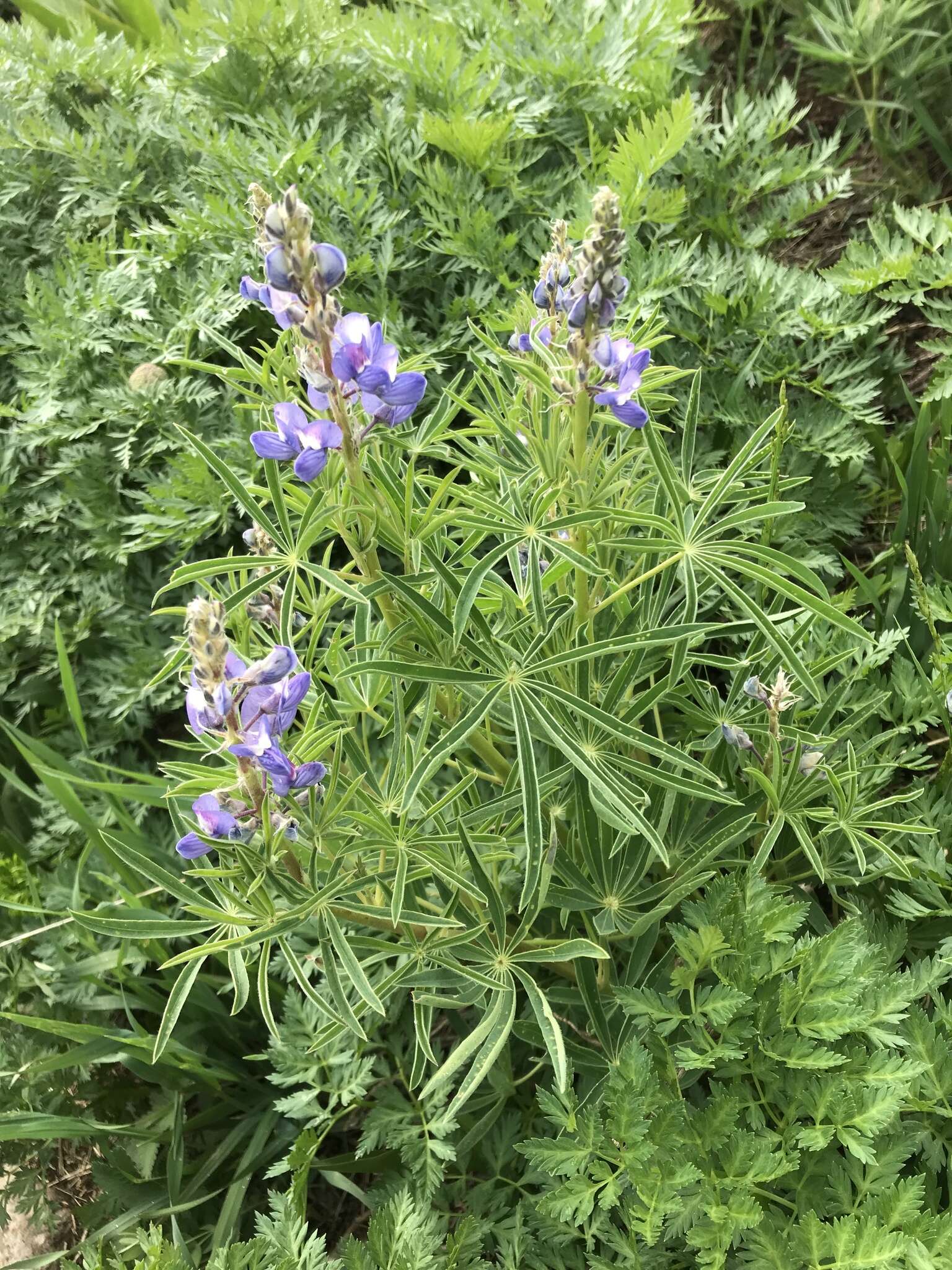 Image of Baker's lupine